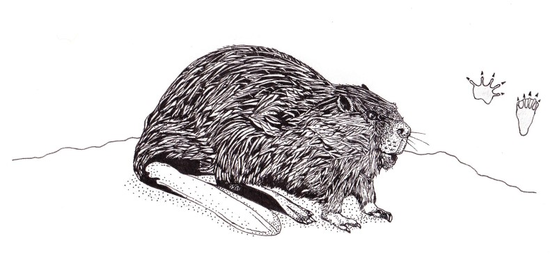 Ink sketch: Beaver (Castor canadensis) found in the boreal forest, Quebec