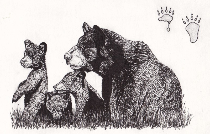 Ink sketch: American Black Bears (Ursus americanus) found in the boreal forest