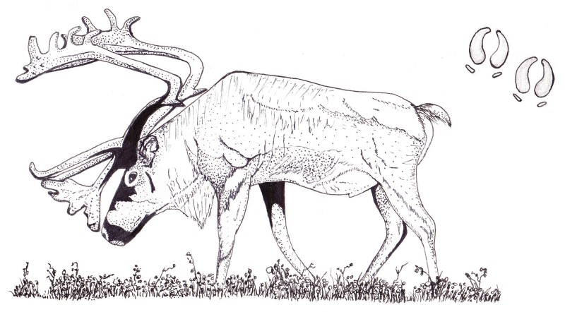 Ink sketch: Caribou (Rangifer tarandus) of the boreal forest, Quebec